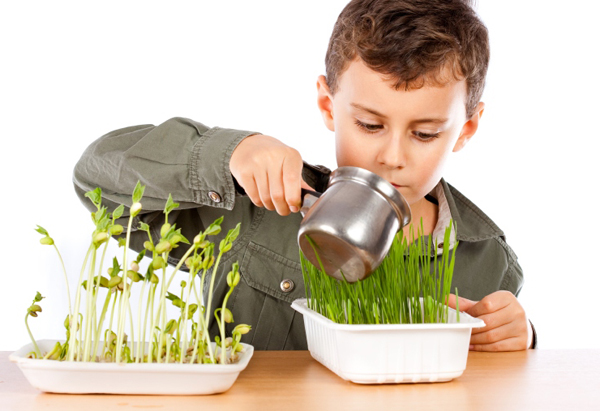 Elevado Extra Derretido ⊛ Plantas para Niños ⇒ ¿Las Más Fáciles De Cuidar? ❤️