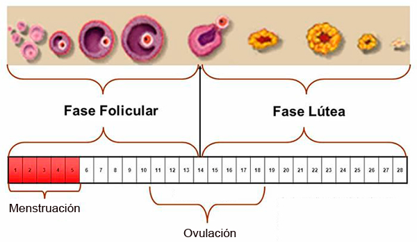 Fase Lútea en el Ciclo Menstrual; ¿Me Quedo Embarazada? ️