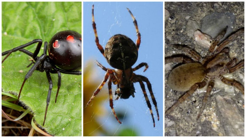 arañas domesticas peligrosas españa