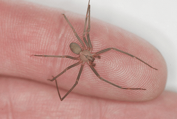 picadura de araña comun en España