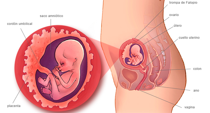12 semanas embarazo sintomas