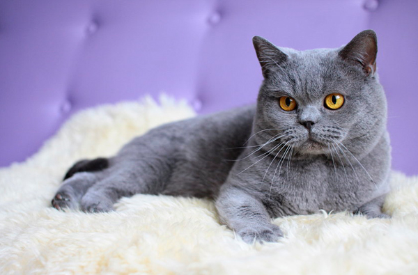 Las 10 Mejores Razas de Gatos para Niños Pequeños ️