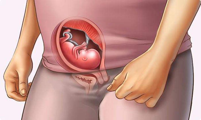 15 semanas de embarazo ecografia