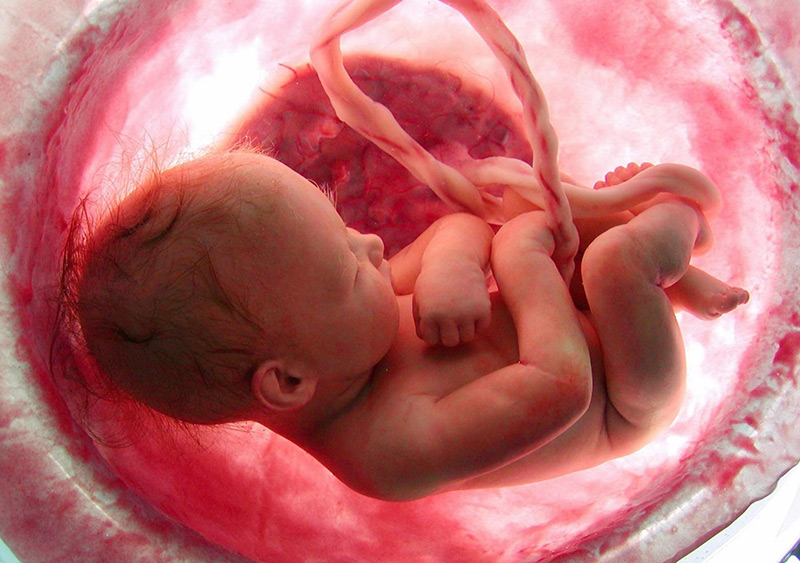 Asado Personalmente Deshacer ▷ Semana 26 de Embarazo ⇒ 【¡Bebé en Posición Fetal!】 ❤️