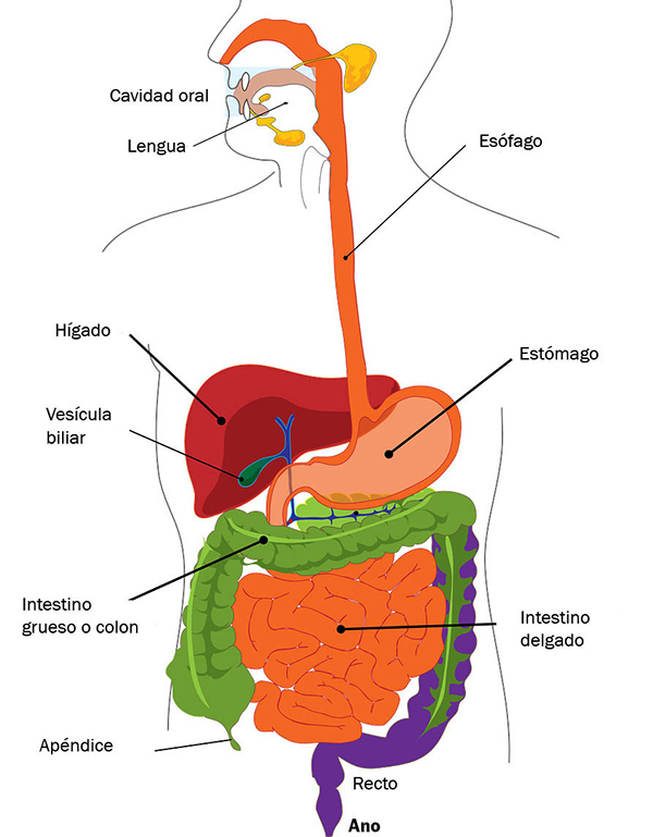 cual es la funcion de los organos del aparato digestivo