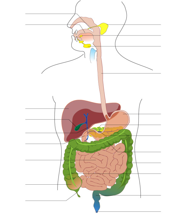 cual es la funcion del estomago en el aparato digestivo
