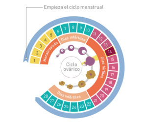 ⊛ Método Ogino Knaus ⇒ 【¡Ventajas y Desventajas!】 ️