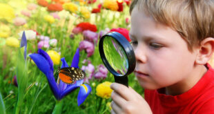 imagenes mariposas para colorear