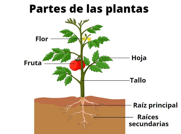 las partes de las plantas