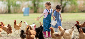 Las 8 mejores granjas escuela para niños en España