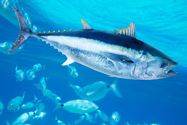 alimentos no recomendados bebés